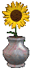 sunflower.bmp (5522 bytes)